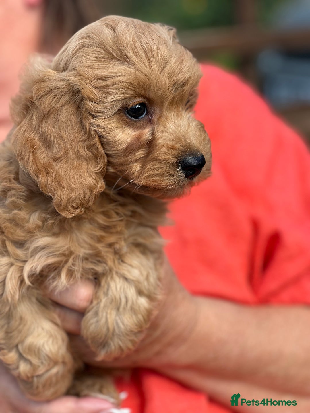 Cavapoo dogs for sale: ⭐️ READY TO FIND THEIR NEW FAMILY NOW⭐️ - Image 7