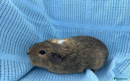 Rex rabbits for sale: Adult and babies  - Image 8