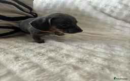 Miniature Dachshund dogs for sale: Miniature Dachshund puppies - Image 8