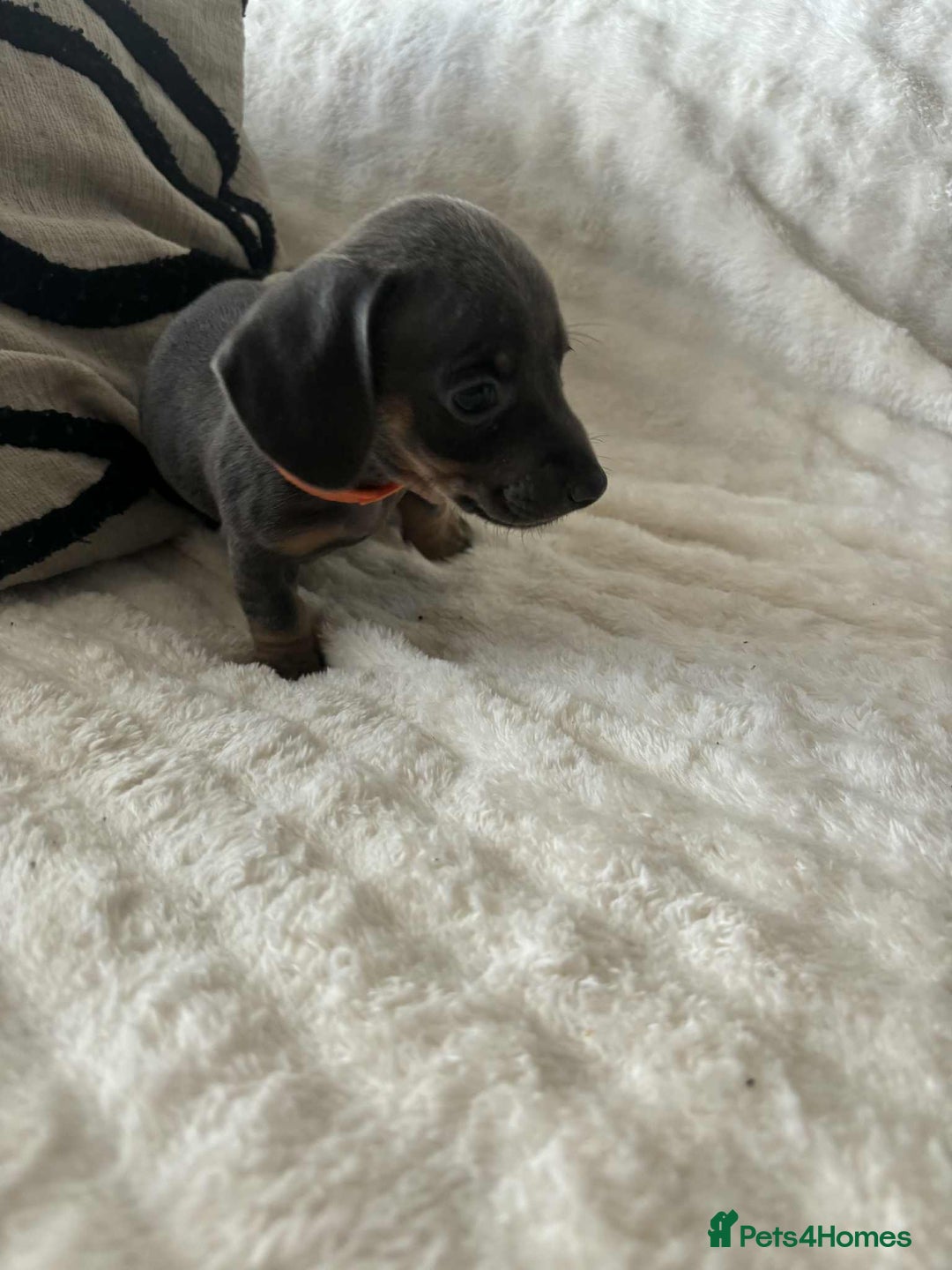 Miniature Dachshund dogs for sale: Miniature Dachshund puppies - Image 8