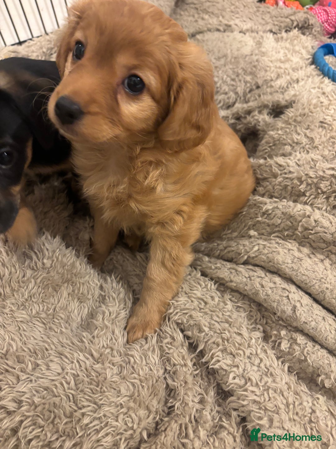 Mixed Breed dogs for sale: Fluffy tan girl ready for new home  - Advert 2