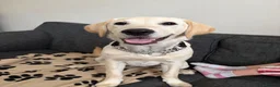 Goldador dogs for sale: Goldador pup - Advert 1