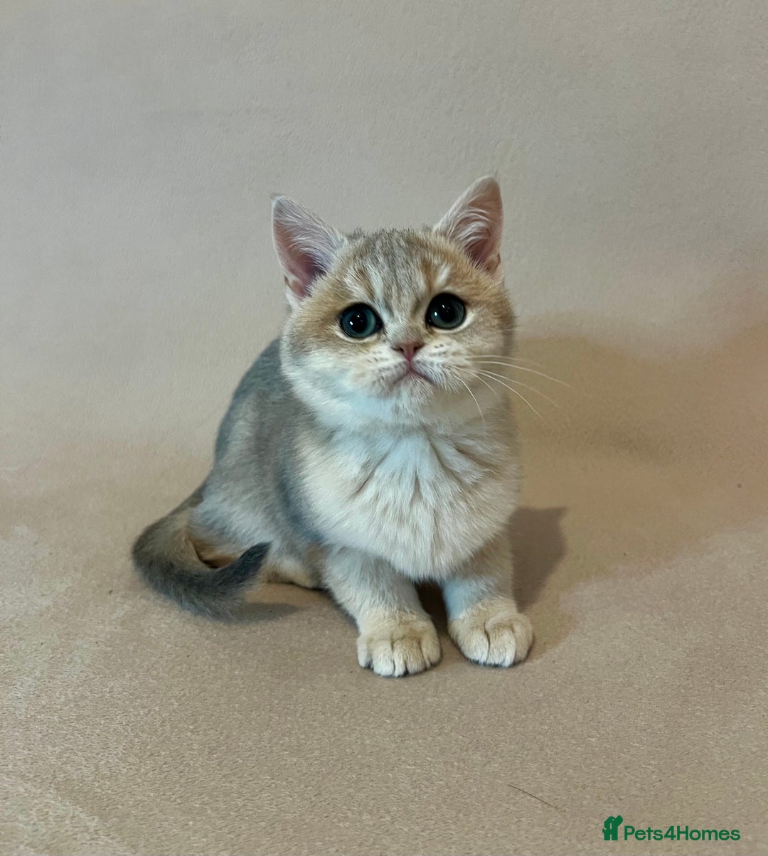 British Shorthair cats for sale: 🐾 Pure BSH Kittens 🐾  - Advert 2