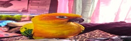 Conures birds for sale: SUPER TAME female sun conure beautiful  - Advert 10