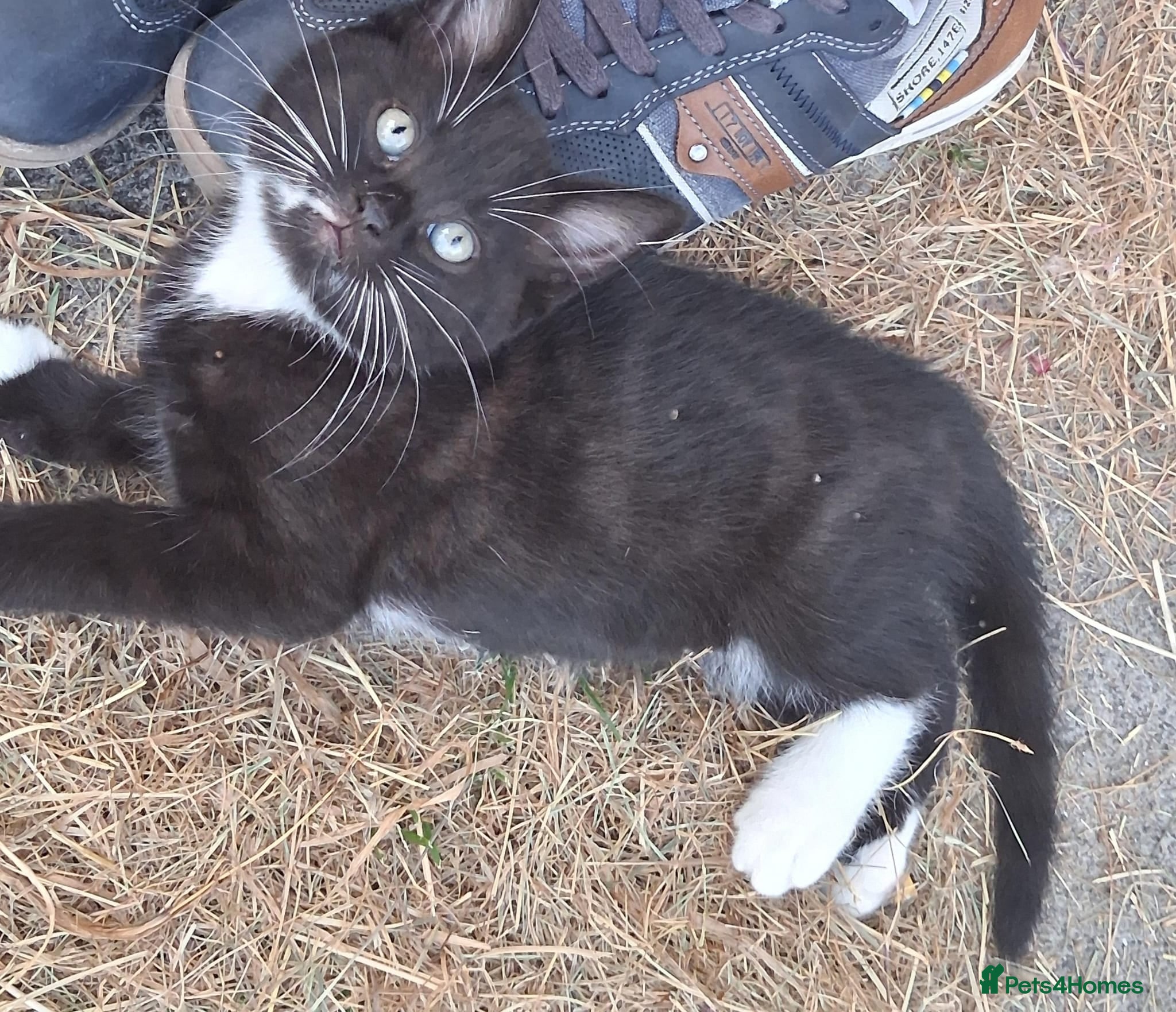 Domestic Shorthair cats Four Kittens for sale - 2 Tuxedo, 2 Black - Advert 4