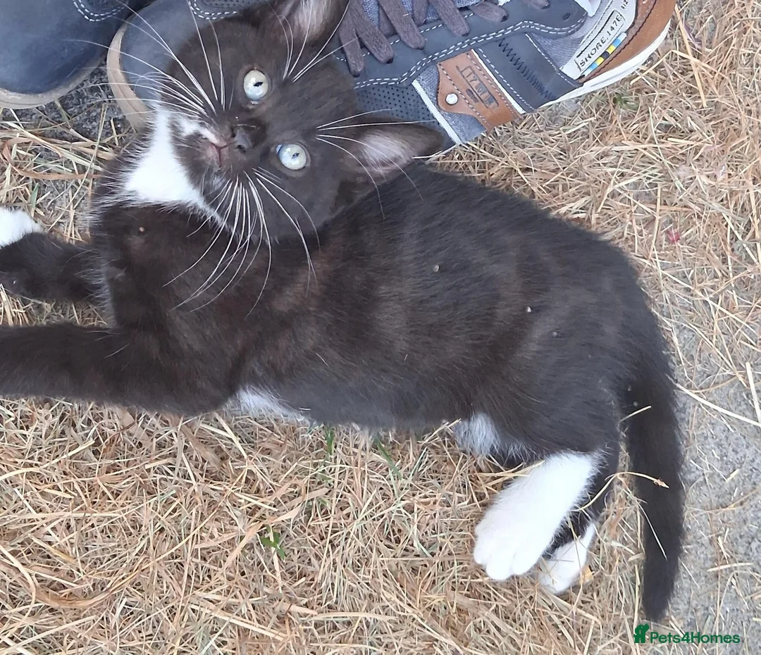 Domestic Shorthair cats for sale: Four Kittens for sale - 2 Tuxedo, 2 Black in Stockton-on-Tees - Advert 1