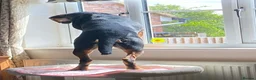 Mixed Breed dogs for adoption: Bruno - Jura Hound for adoption in Northampton - Advert 6