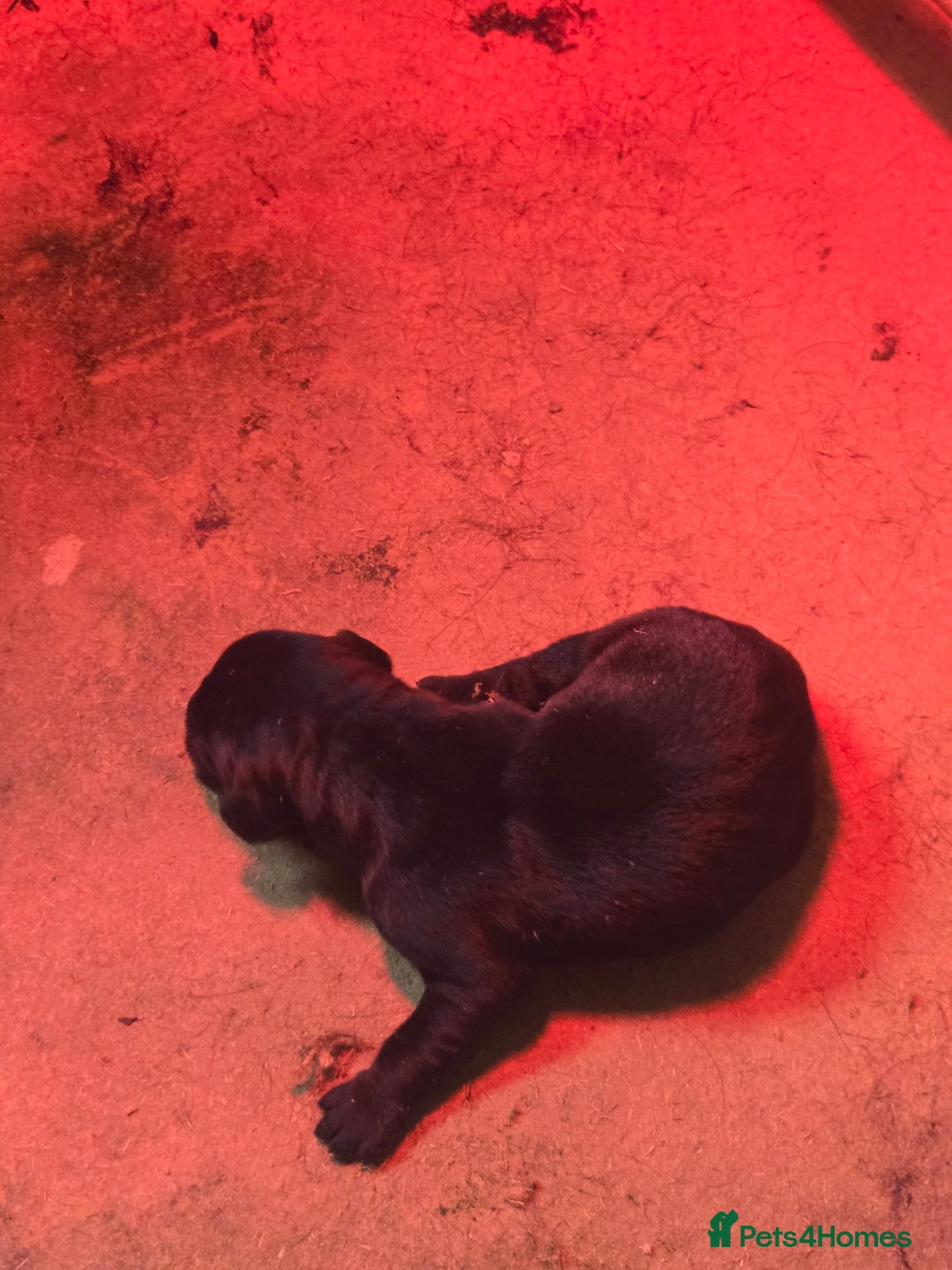 Labrador Retriever dogs for sale: Stunning litter of Fox Red and Black Labradors - Image 2
