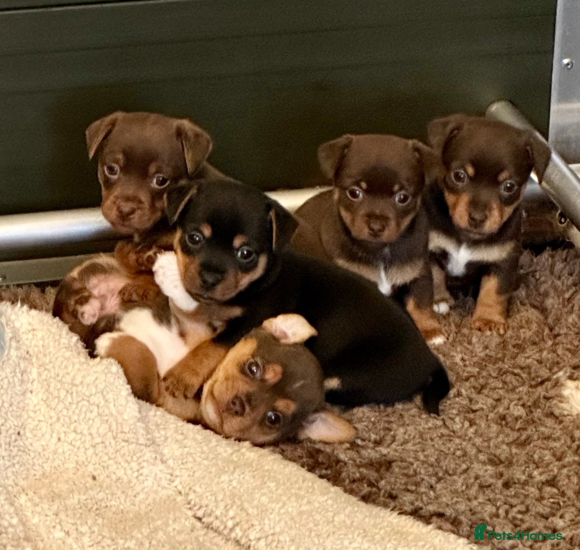 Jack Russell dogs Responsibly bred and reared Jack Russell puppies - Advert 1