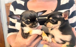 Chihuahua dogs for sale: Tiny ** chihuahua puppies  - Image 9
