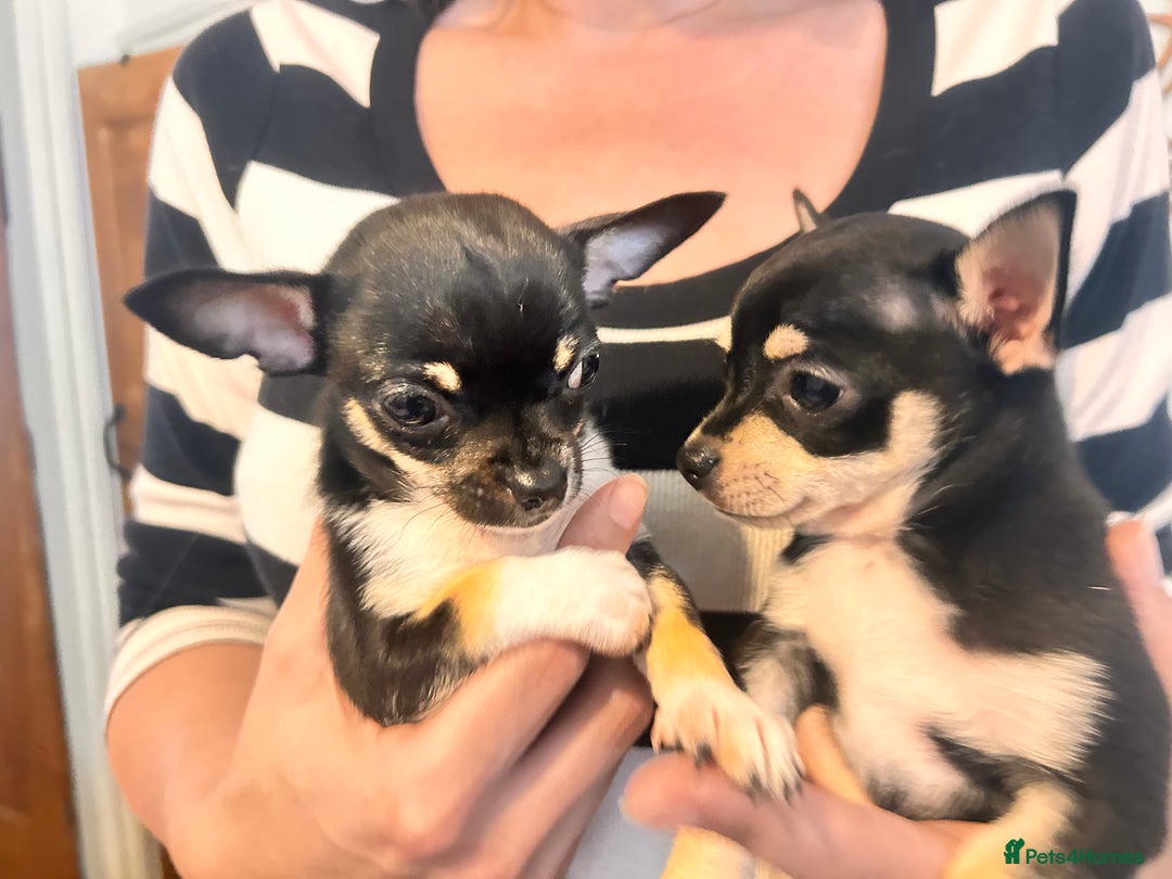 Chihuahua dogs for sale: Tiny ** chihuahua puppies  - Image 9