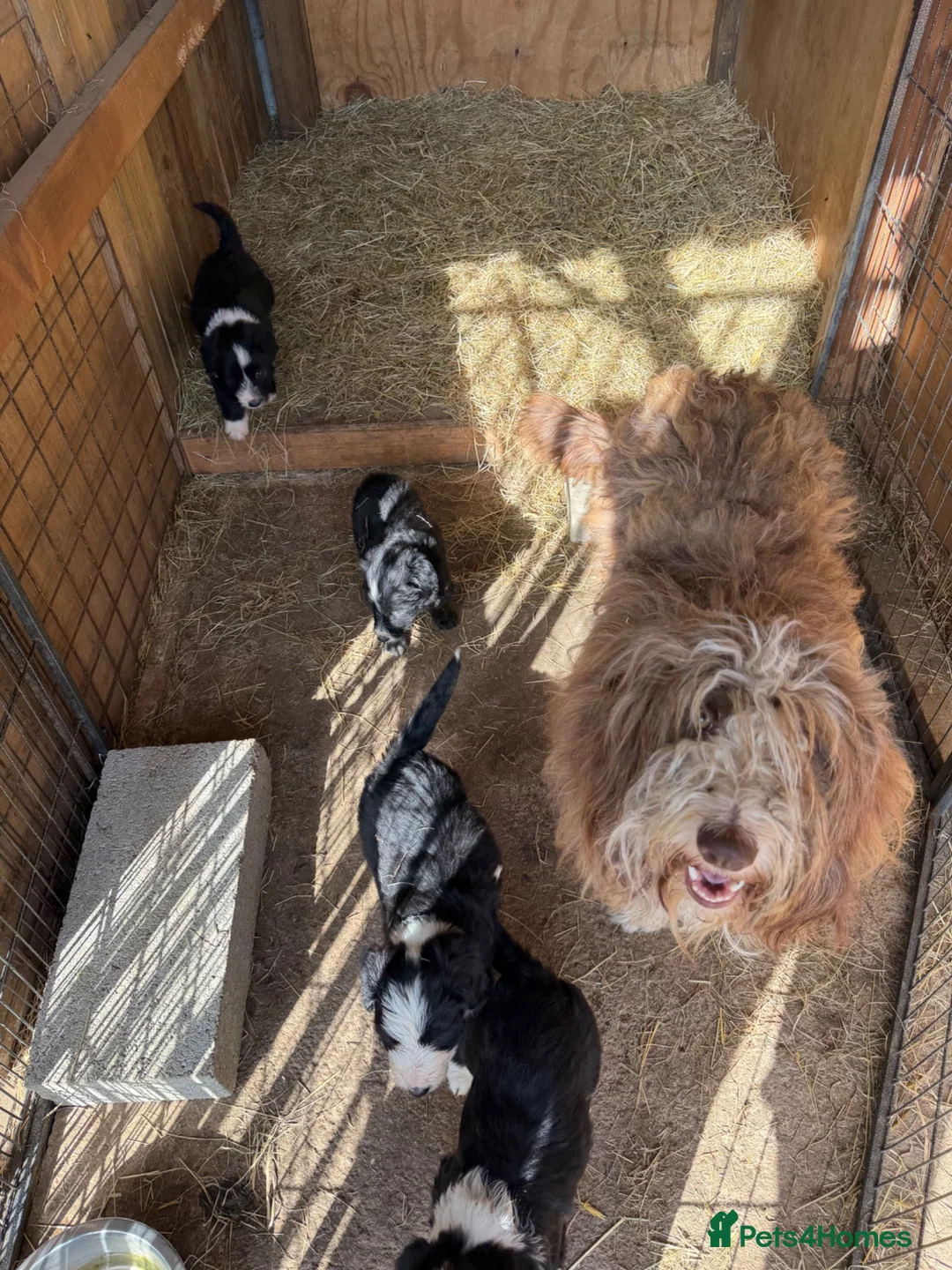 Bearded Collie dogs for sale: Bearded collie puppies  - Advert 1