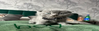 Scottish Fold Kitten 3