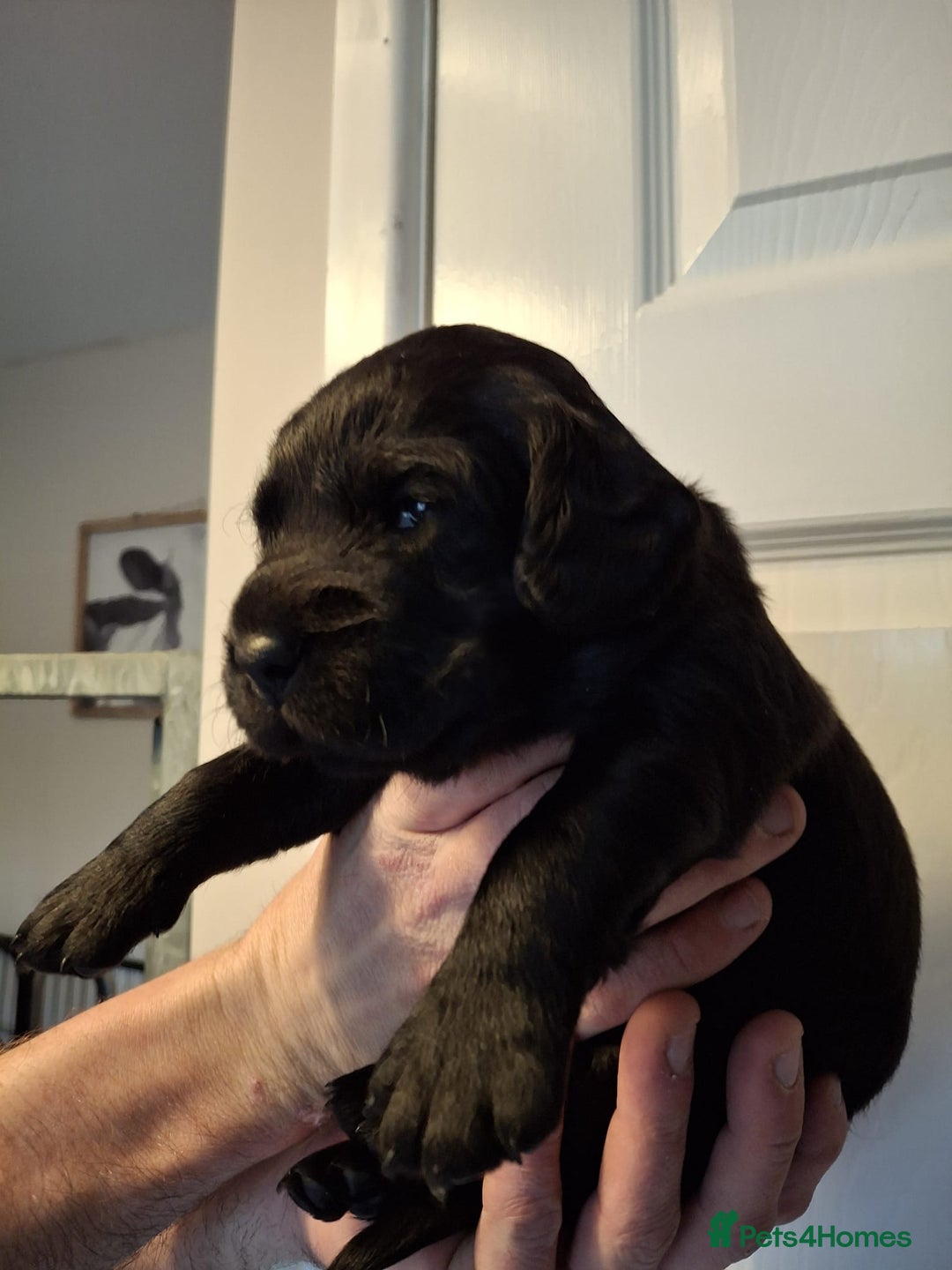 Cockerdor dogs for sale: stunning cockerdors (1left)🐶 5⭐️ licensed breeder - Advert 11