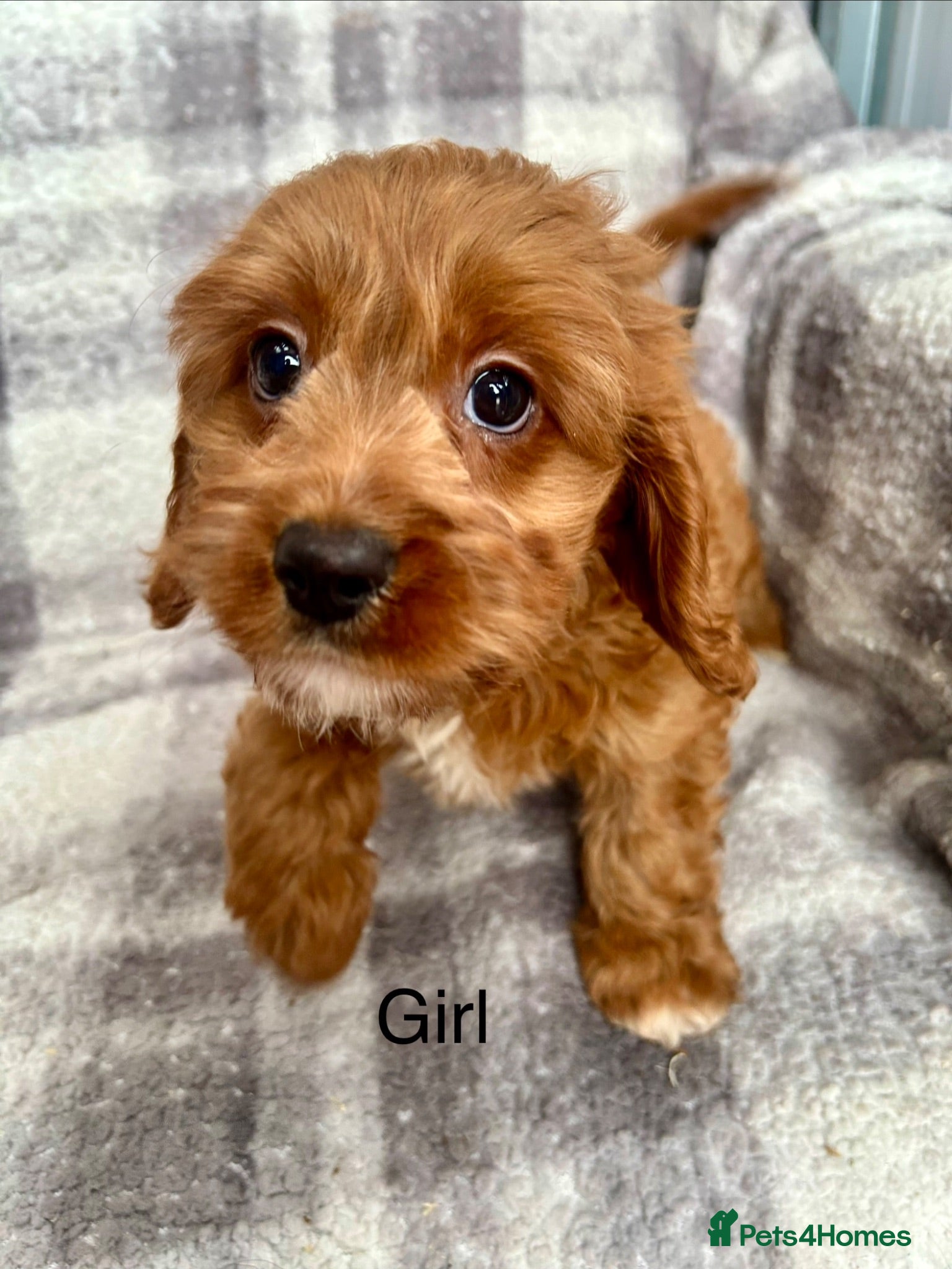 Cavapoo dogs Stunning Cavapoo puppies ready now  - Advert 2