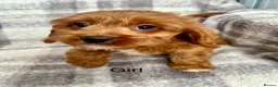 Cavapoo dogs for sale: Stunning Cavapoo puppies ready now  - Advert 2