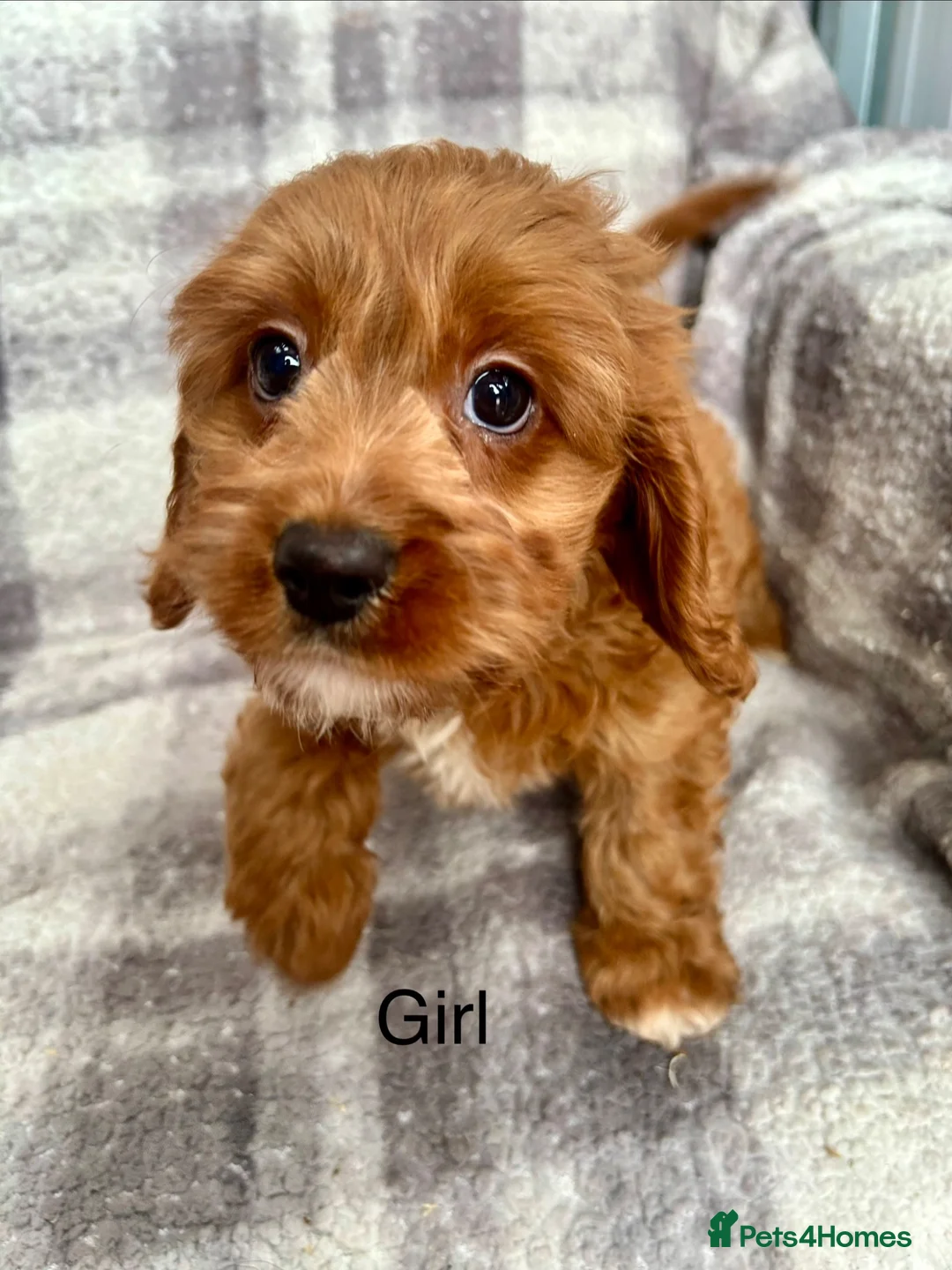 Cavapoo dogs for sale: Stunning Cavapoo puppies ready now  - Advert 2