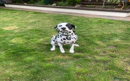Dalmatian dogs for sale: Dalmatian needs rehoming  - Image 1