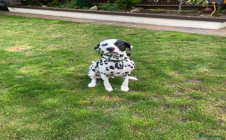 Dalmatian dogs - Advert 4