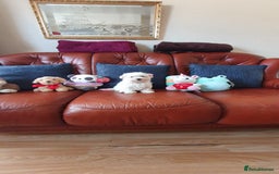 Havanese dogs for sale: Extra mini Havanese x Maltese puppies - Image 4