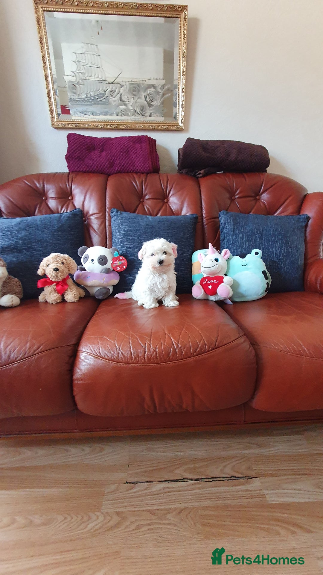Havanese dogs for sale: Extra mini Havanese x Maltese puppies - Image 4