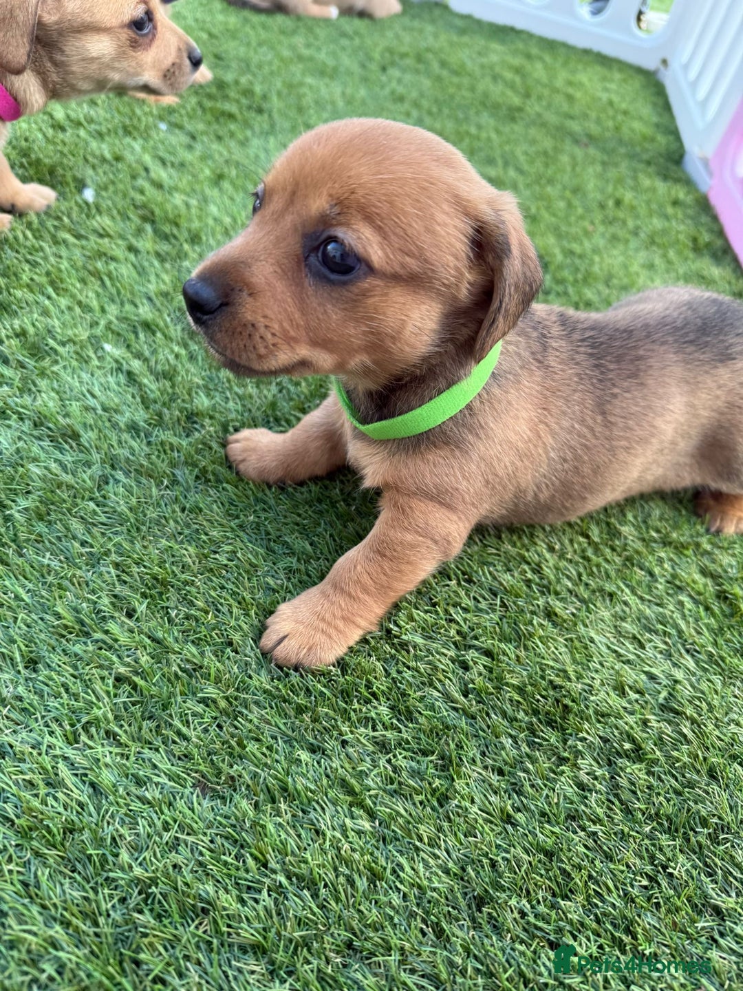 Mixed Breed dogs for sale: 7 beautiful jackshund puppies for sale - Image 2