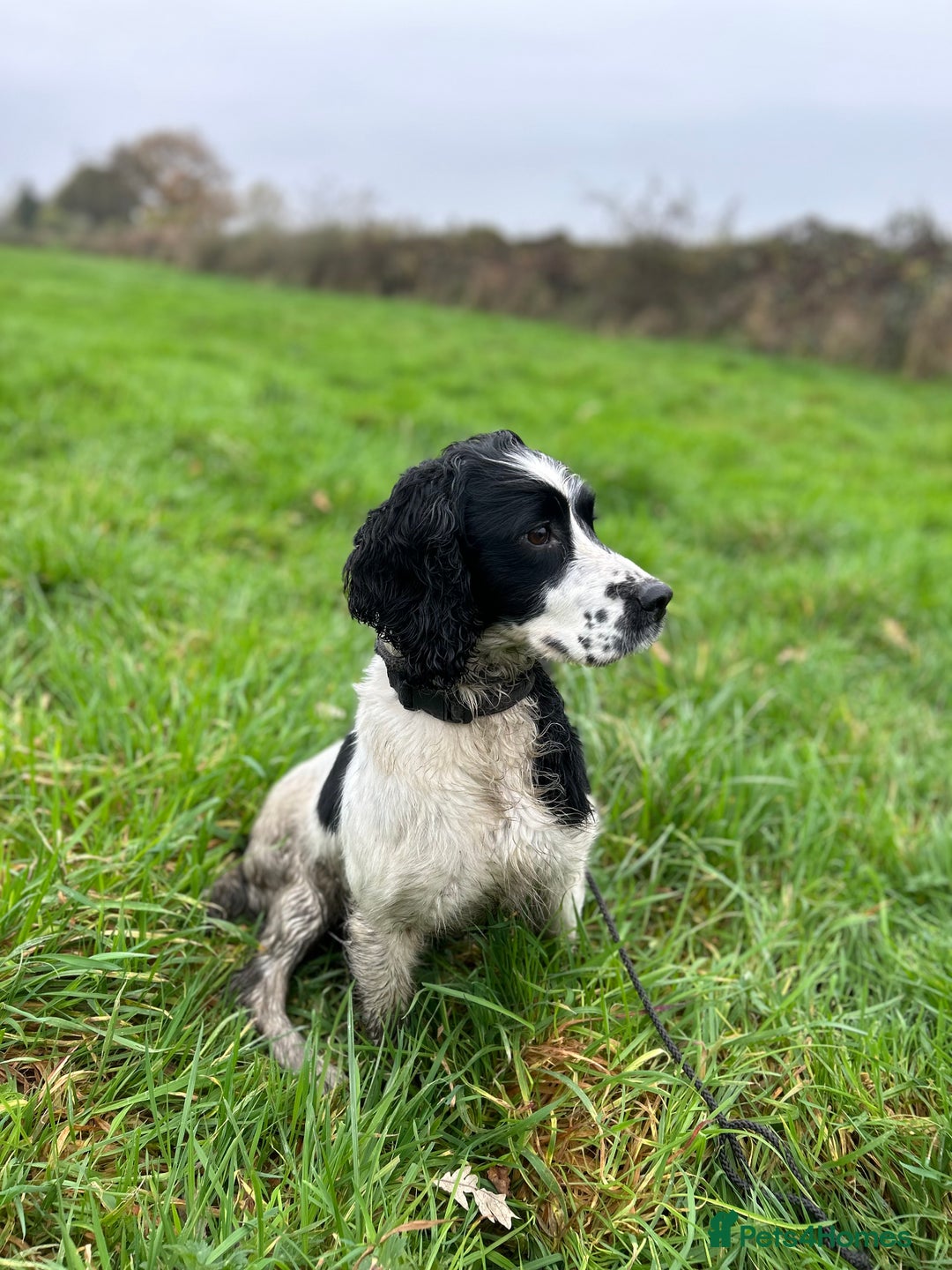 English Springer Spaniel dogs for sale: KC Working Springer Spaniel Puppies - Advert 10