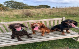 Cocker Spaniel dogs for stud: Working Cocker Spaniel at Stud (Proven) - Advert 7