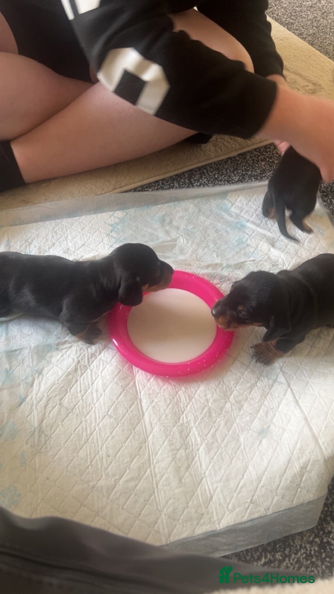 Dachshund dogs for sale: Dashound Puppies - Image 4