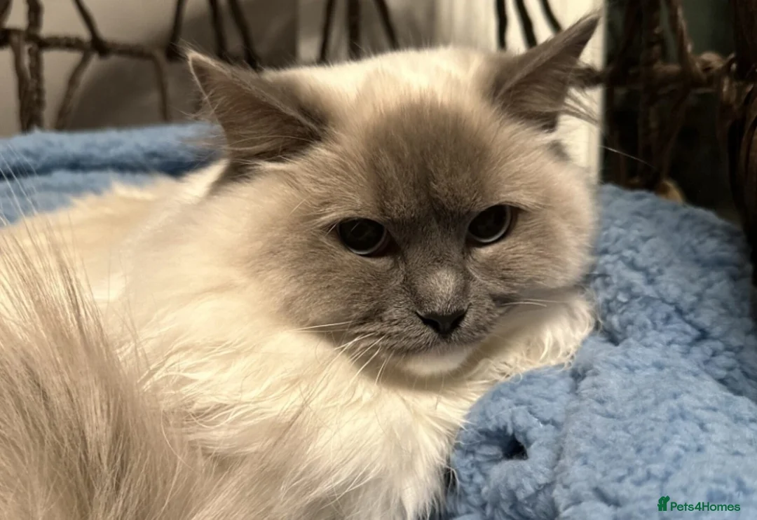 Ragdoll cats for sale: Beautiful Ragdoll mix breed - Advert 5