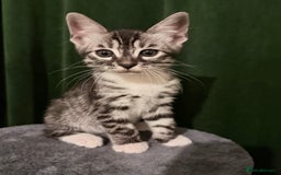 Balinese cats for sale: kittens - Image 2