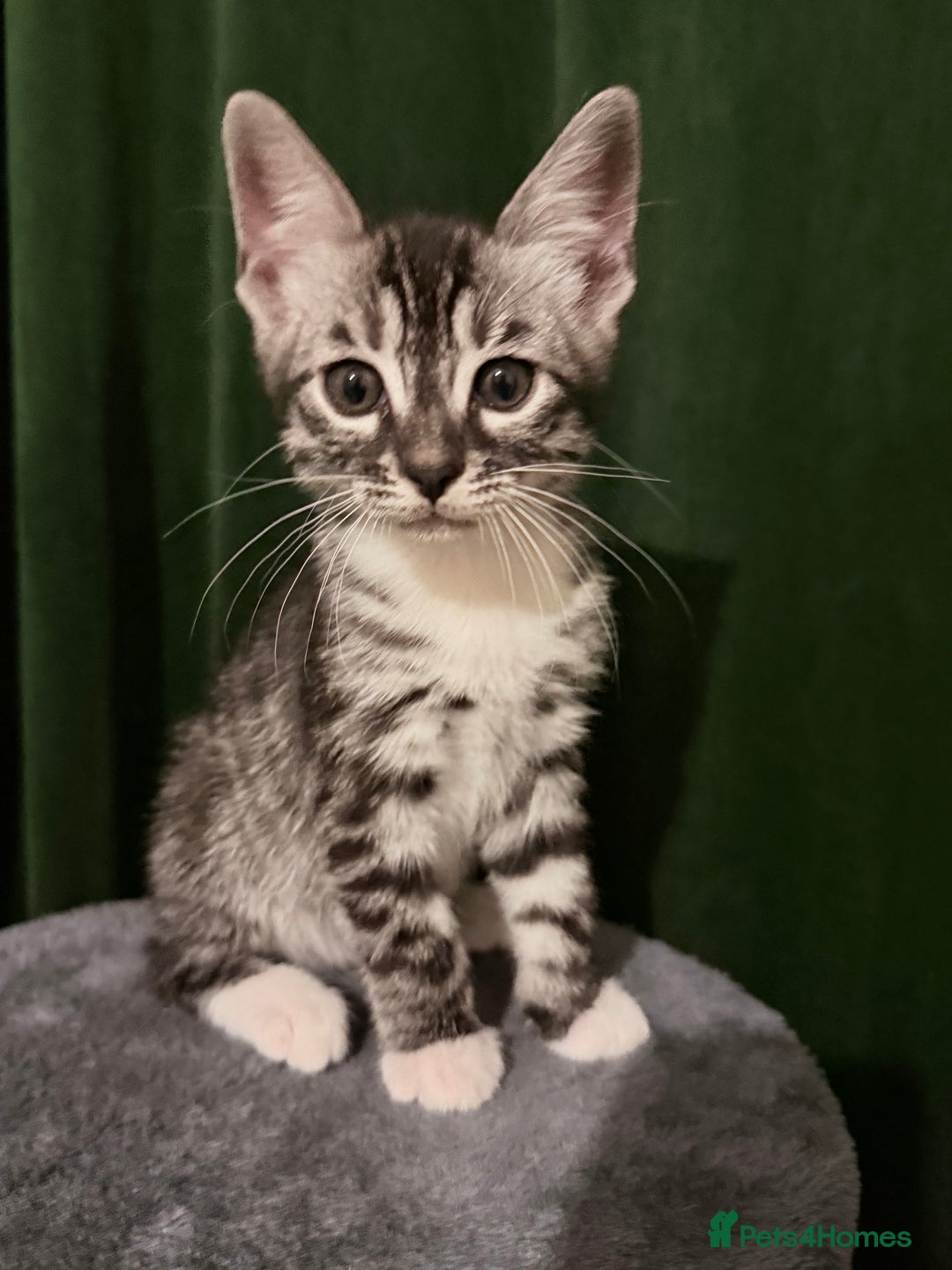 Balinese cats for sale: kittens - Image 2