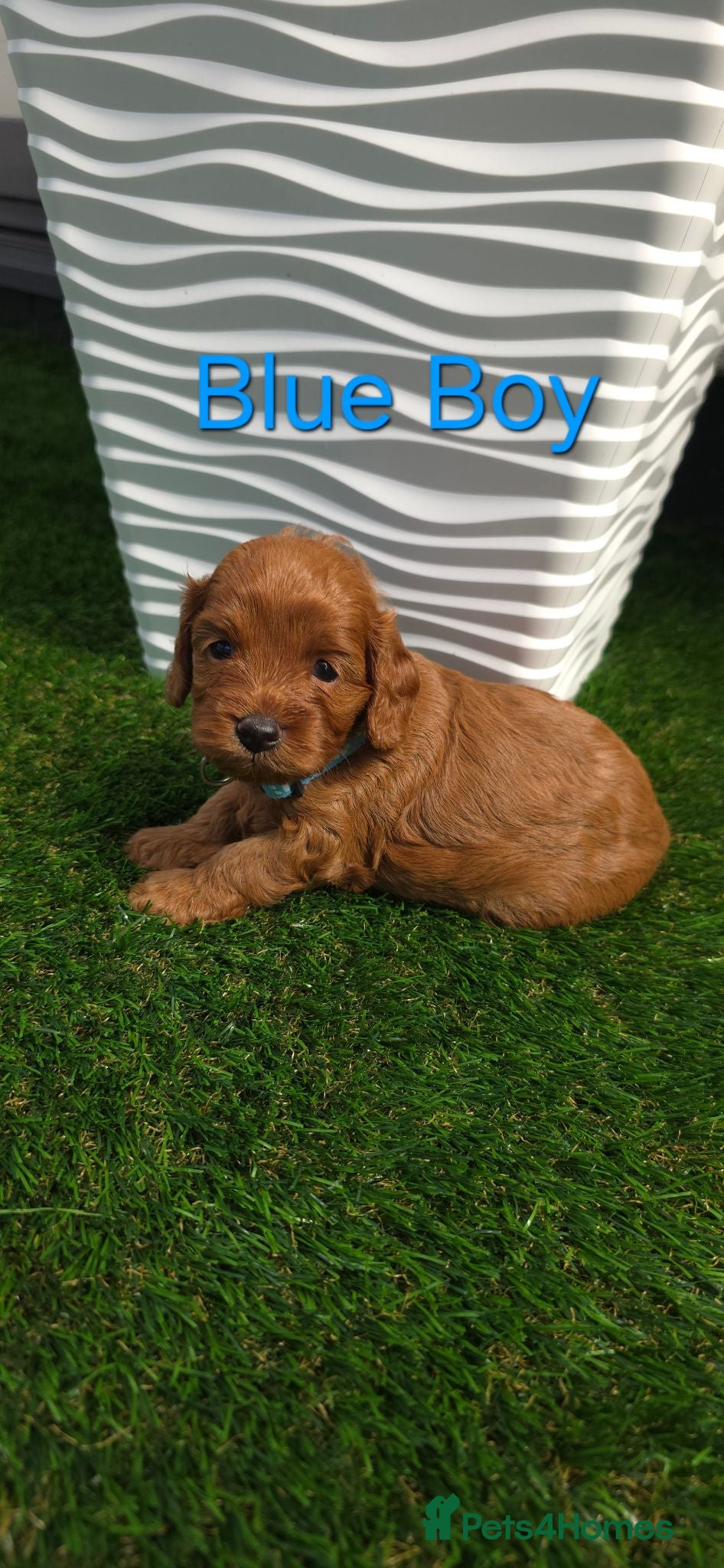 Cavapoo dogs 🌟HEALTH TESTED CAVAPOO F1B - Advert 2