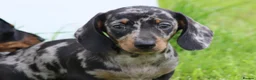 Dachshund dogs for sale: Miniature Dachshund puppies for sale - Advert 17
