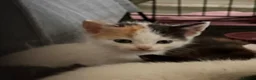 Mixed Breed cats for sale: Beautiful kittens - Advert 5