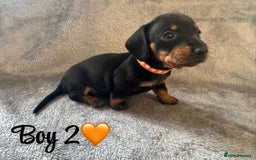 Dachshund dogs for sale: 3 boy dachshunds for sale - Image 4