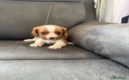 Cavalier King Charles Spaniel dogs for sale: King Charles spaniel puppies  - Advert 3
