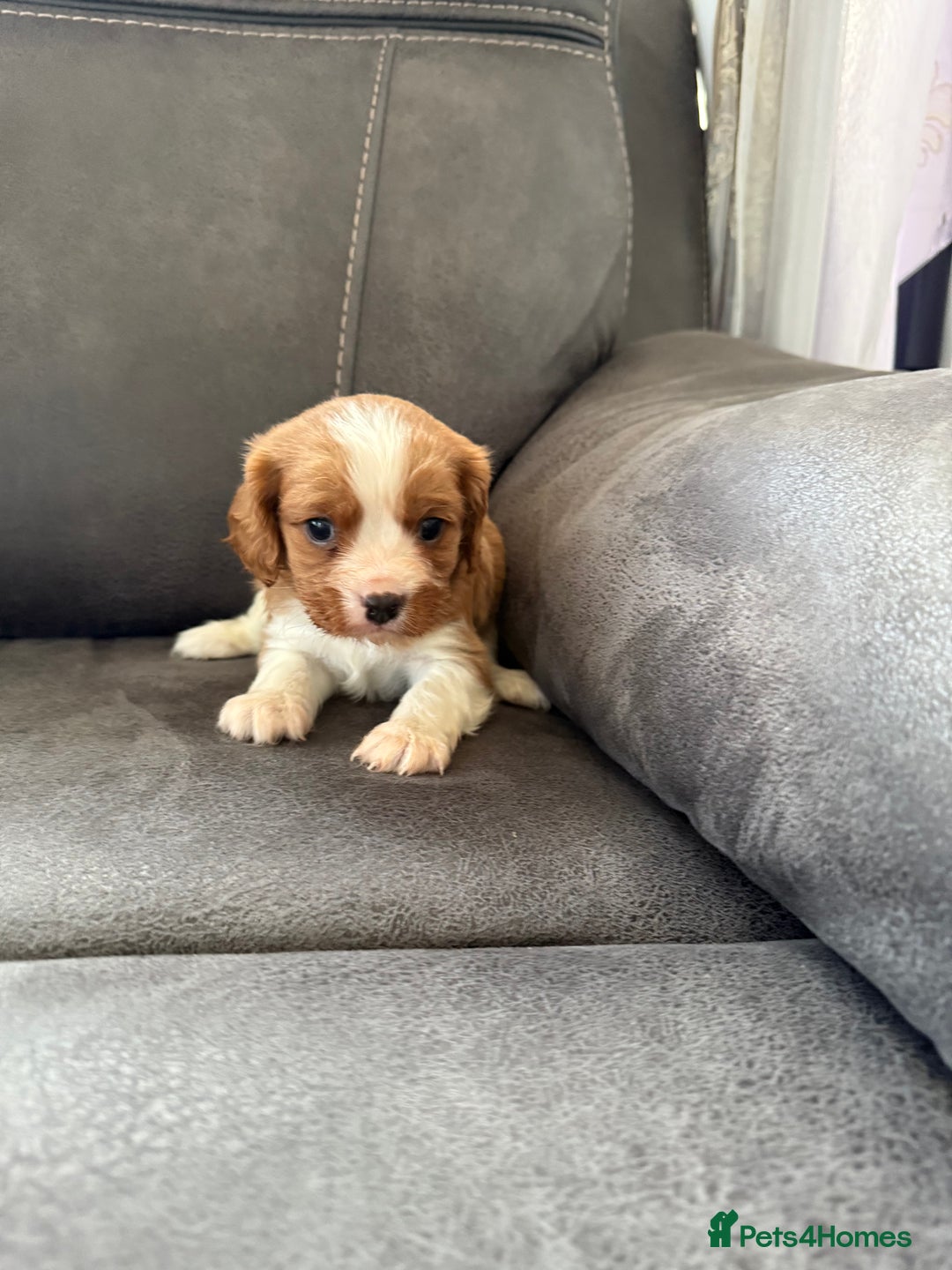 Cavalier King Charles Spaniel dogs for sale: King Charles spaniel puppies  - Advert 3