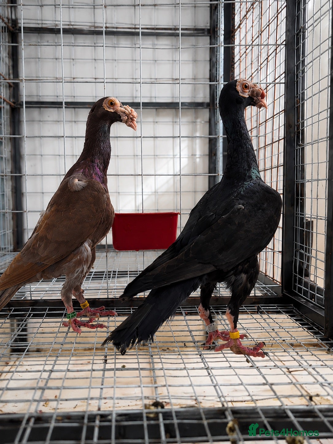 Pigeons birds Beautiful Quality Pigeons Healthy & Well Cared For - Advert 2