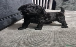 Toy Poodle dogs for sale: Toy Poodle x1 Girl Pup  - Image 2
