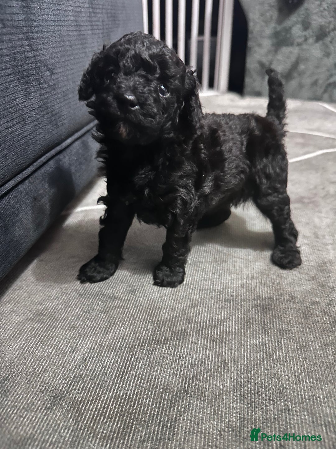 Toy Poodle dogs for sale: Toy Poodle x1 Girl Pup  - Image 2