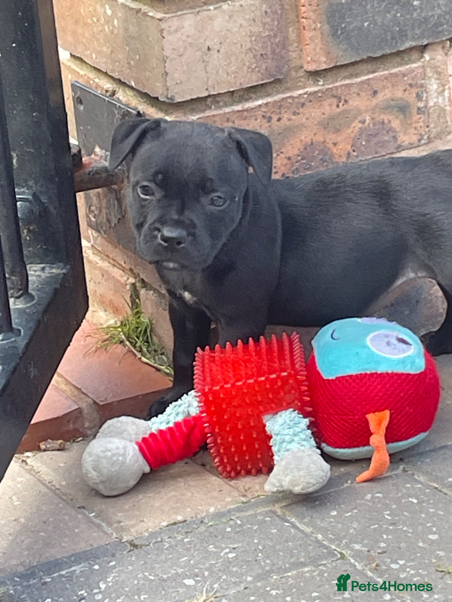 Staffordshire Bull Terrier dogs KC REGISTERED 3 BLACK BOYS 1 GIRL - Advert 2