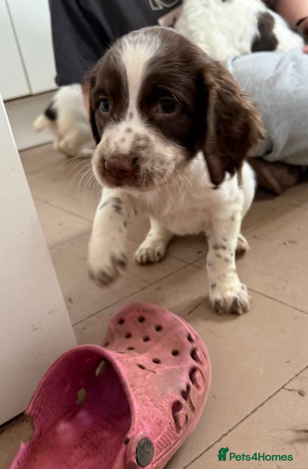 English Springer Spaniel dogs for sale: Calm, engaging Springer spaniel puppies. - Image 7