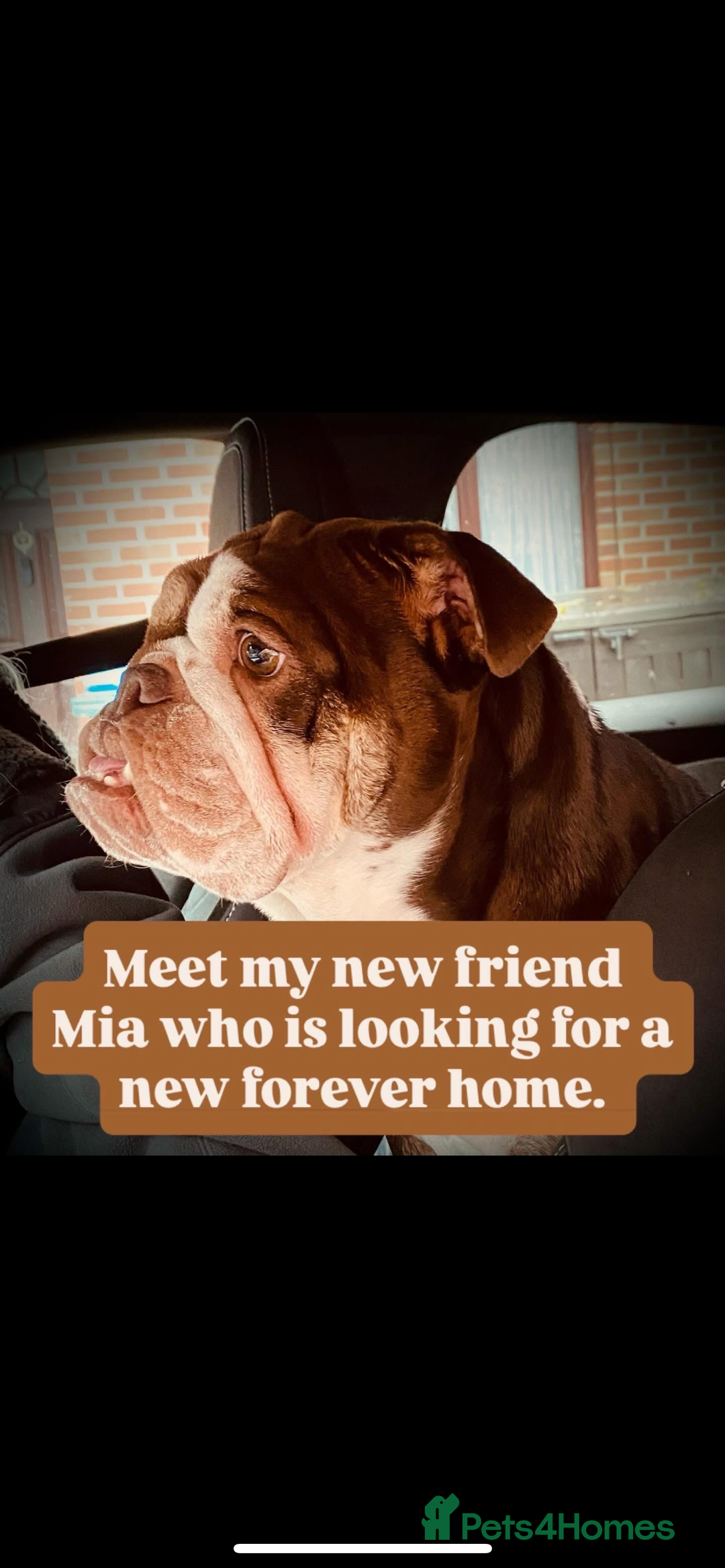 French Bulldog dogs for sale: 1French bull dog 1 English bulldog (read full add) - Advert 9