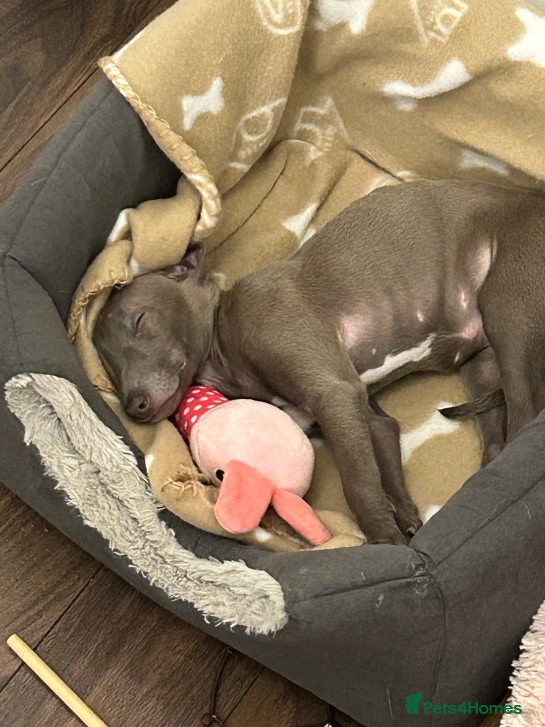 Italian Greyhound dogs for sale: Nina A Beautiful 7-Month-Old Italian Greyhound  - Advert 2