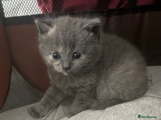 British Shorthair cats - Advert 10