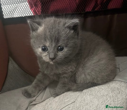 British Shorthair cats - Advert 4