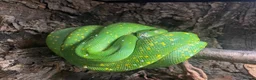 Python Snake reptiles for sale: PROVEN Breed pair CAPTIVE BRED Green Tree Pythons - Advert 3