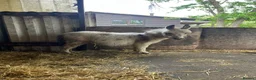 Donkey livestock for sale: Miniature Mediterranean donkey  in Wellingborough - Advert 4