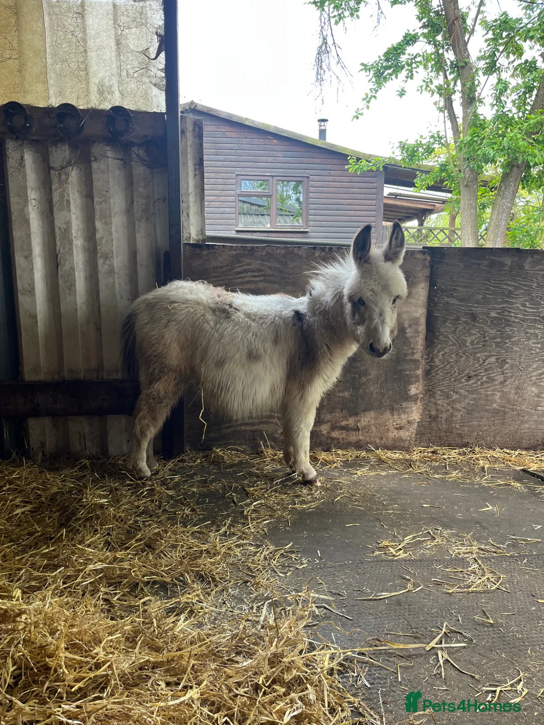 Donkey livestock for sale: Miniature Mediterranean donkey  in Wellingborough - Advert 4